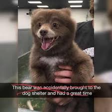Dog With Down Syndrome Meme Dog Mania