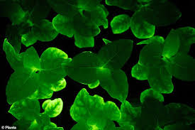 Maybe you would like to learn more about one of these? Scientists Are Cultivating Glow In The Dark Flowers By Inserting Dna From Bioluminescent Mushrooms Daily Mail Online