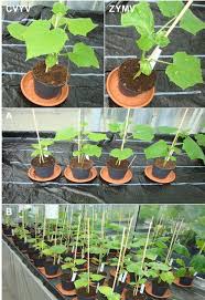 The most important aspect for cucumber plants is morning sun as this will dry the morning dew off the plant and minimize the risk of mildew. Symptoms Of Cucumber Plants Infected With Cvyv And Zymv In Single Download Scientific Diagram
