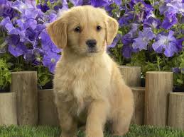 images?q=tbn:ANd9GcT7lzsEp7sAmltfaKOiTYg87gJ0fN45ME31z3u-Ihrv07rk04d0RQ