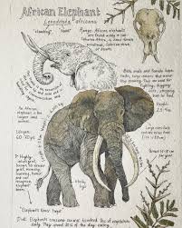 An Imagination That Looks Great On Paper The Creative Mind Of Lily Seika Jones Nature Drawing Nature Journal Drawings