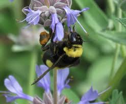 We did not find results for: Native Bees Arroyos Foothills Conservancy