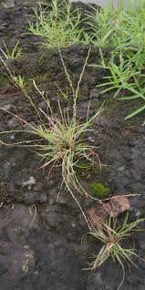 Image result for Tripogon