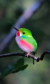 on twitter in 2021 beautiful birds pretty birds pet birds