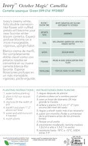 Faites votre programme sans plus attendre ! October Magic Ivory Camellia Shop With Plantsbymail Com