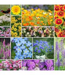 Image result for Aeschynomene bullockii