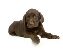 New england is a region of the country with a high demand for labrador retrievers, resulting in very few found in local shelters. Chocolate Labrador Puppies For Sale Adopt Your Puppy Today Infinity Pups