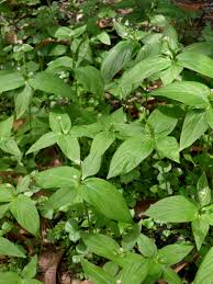 Image result for Spigelia anthelmia