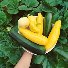Zucchini is a one of the squash family of plants and squashes are fruit. Growing Zucchini The Home Garden