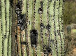 If the are browning, being a lower. Drechslera Cactus Stem Rot How To Save A Rotting Cactus