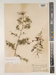 Image result for Asparagus laricinus