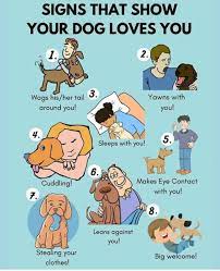 It means that your emotions are connected, you both feel tired at the same time. Signs That Show Your Dog Loves You Dog Love Training Your Dog Pet Dogs