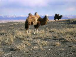 There are two species of bactrian camel: Bactrian Camel Art Development Wildfire Games Community Forums