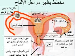 كيف اعرف ان البويضة جاهزة للتلقيح كيف تشعر المراة عندتلقيح البويضة بنات كول