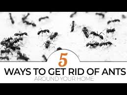 Will baking soda kill ants? Top 5 Diy Ways To Get Rid Of Ants 6 Steps Instructables