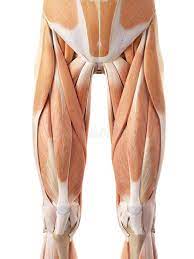 The human leg, in the general word sense, is the entire lower limb of the human body, including the foot, thigh and even the hip or gluteal region. The Anterior Leg Muscles Stock Illustration Illustration Of Upper 58450662