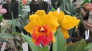 Maybe you would like to learn more about one of these? Plants That Do Well In The Shady Areas Of Central Florida