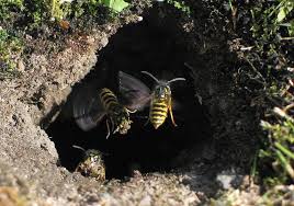 Nid de guepe en terre. Comment Traiter Un Nid De Guepes En Terre Dans Mon Jardin A Breteuil Sur Iton 27 Bc27