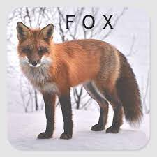Red Fox In Snow Square Sticker Zazzle Com Fox In Snow Fox Fox Facts