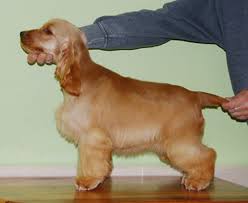 Image result for anglický kokršpaněl