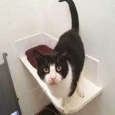 Felix The Cat Needs New Home And Some Special Care Daily Record