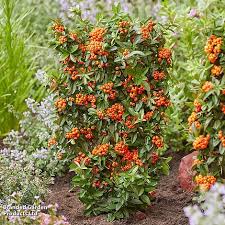 Image result for Pyracantha coccinea soleil d'or