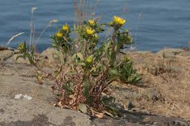 Image result for Gutenbergia filifolia