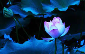 Blue Lotus Flower Wallpaper 01 Lotus Flower Pictures Images Lotus Flower Wallpaper Blue Lotus Flower Lotus Flower Pictures
