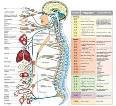 24 photos of the central nervous system diagram. Pictures Of Central Nervous System