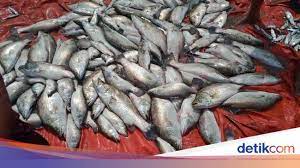 Memancing ikan kakap putih menjadi salah satu kegiatan memancing yang menyenangkan. Panen 3 Ton Per Ha Demak Jadi Contoh Budidaya Kakap Putih Air Payau