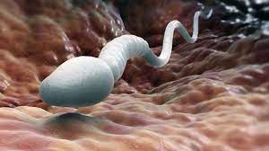 Our body starts its existence at fertilization from a single cell, the diploid zygote. Bbc Earth The Largest And Smallest Sex Cells On The Planet