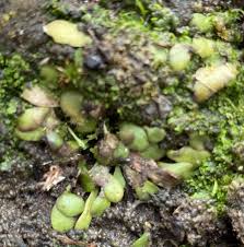 Image result for Genlisea hispidula