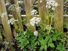 Image result for Apiaceae