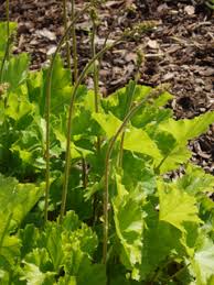 Image result for heuchera americana