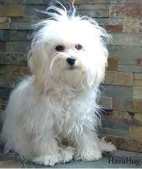 Havanese puppies for sale in livonia, michigan united states. Havahug Havanese