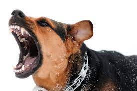 Angry German Shepherd Angry Dog Aggressive Dog Dog Biting