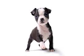Neither the pet store nor the backyard breeder is capable or willing to be there. Boston Terrier Bostie Puppies For Sale Akc Puppyfinder