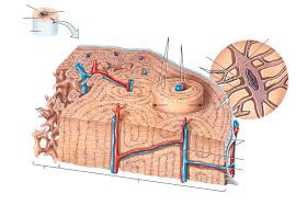 Label the structures of a long bone medullary epiphyseal cavity line spongy articular bone cartilage periosteum compact bone endosteum. Microscopic Structure Of Bone Diagram Quizlet