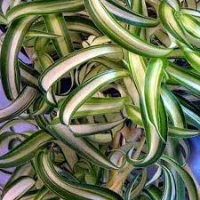 These sturdy little houseplants are easy to. Chlorophytum Comosum Care Growing The Spider Plant How To