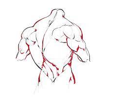 Collection by average avacado • last updated 9 days ago. How To Draw The Torso Back View