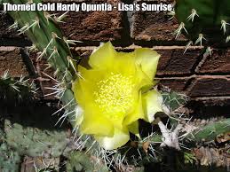 I grow four types and would like to collect more. Eastern Prickly Pear Cactus Winter Cold Hardy In Buffalo Ny Succulent Plant Cactus Succulent Plants Home Garden Pumpenscout De