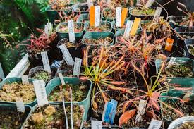 となりのカインズさん