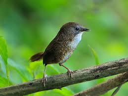 Ghosu Bird Sanctuary In Nagaland India Wildlife Sanctuary Bird Sanctuary