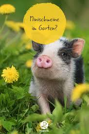 Minischweine Im Garten Tipps Zur Haltung Plantura Minischwein Haustier Schweine Schwein