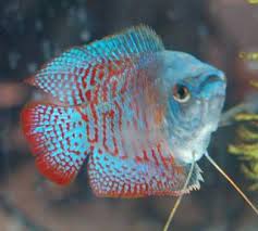 Some places say the gourami will shred the betta, some say that dwarf gourami are generally peaceful with betta. Dwarf Gourami Male Or Female Aquarium Advice Aquarium Forum Community