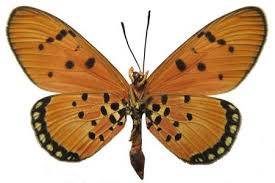 Image result for Rinorea brachypetala