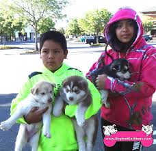 Browse all available puppies for sale today at the fancy puppy store! Low Cost Dog And Cat Shots In Northern California Siberian Husky Puppies Available In Lodi Galt Area Low Cost Dog And Cat Shots In Northern California
