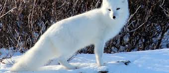 Arctic foxes are small, adorable, and have natural adaptations protecting them from predators and frigid temperatures. Humans Hunted Arctic Foxes In Wintry Northern Europe During Last Ice Age Fossils Show