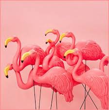 Get Pretty In Pinks Flamingo Art Pink Flamingos Pink Bird
