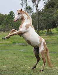 Palomino, buckskin, perlino, cremello performance arabian and quarter horses for sale, arabian horse stud lusitano palomino in freedom, professional color print, horse photos, picture horse, gift. Spanish Mustang Wikipedia